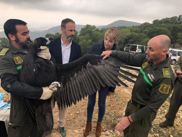 La población de parejas reproductoras de buitre leonado crece un 65 por ciento en los tres últimos a&ntilde;os en la Región - 2, Foto 2