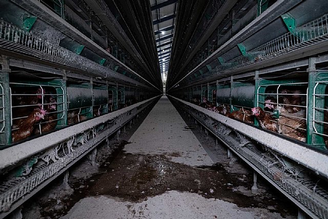 Supermercados Consum se compromete a dejar de vender huevos procedentes de gallinas en jaulas a partir de 2025 - 1, Foto 1