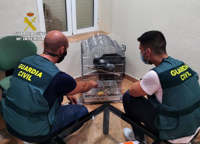 La Guardia Civil desmantela una organización criminal dedicada al robo de aves exóticas, Foto 2