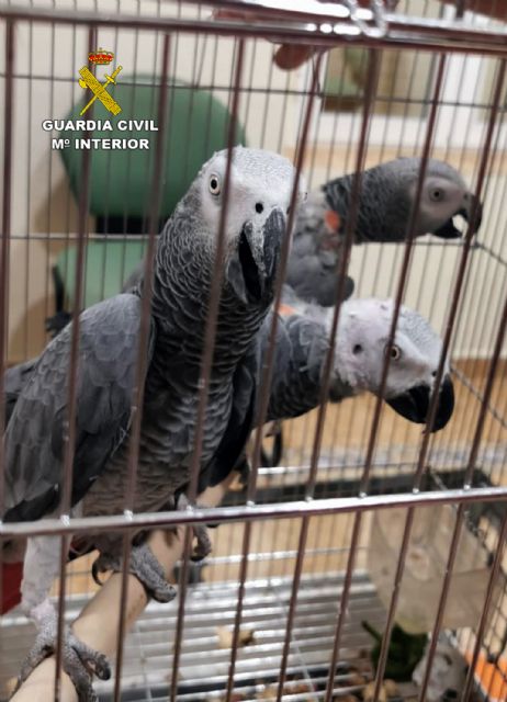 La Guardia Civil desmantela una organización criminal dedicada al robo de aves exóticas, Foto 3