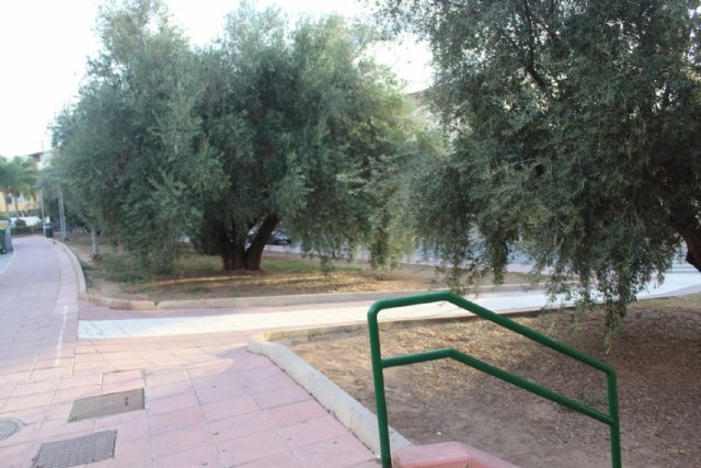 Autorizan la solicitud de un vecino que solicita la recogida de las aceitunas y poda de las oliveras propiedad del Ayuntamiento de Totana, Foto 2