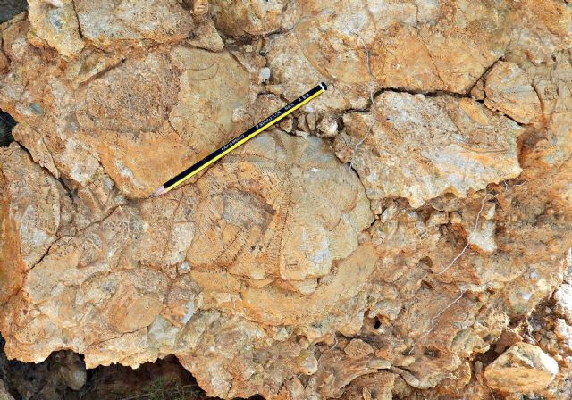 El impresionante patrimonio geológico y paleontológico de la serrata vuelve al pleno municipal - 3, Foto 3