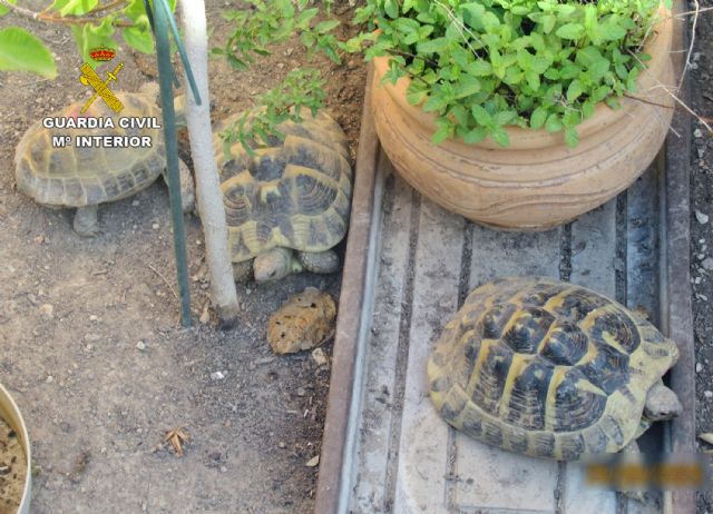 La Guardia Civil se incauta de seis tortugas en un domicilio de Molina de Segura - 1, Foto 1