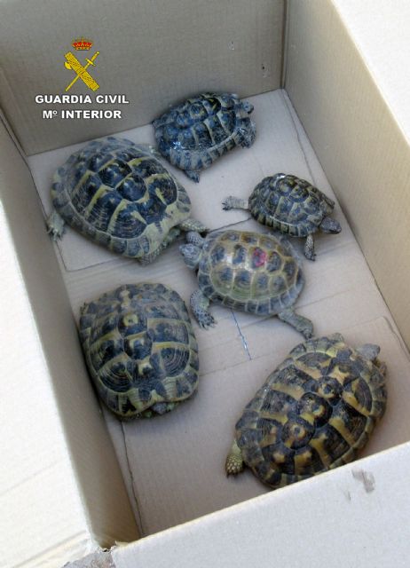 La Guardia Civil se incauta de seis tortugas en un domicilio de Molina de Segura - 2, Foto 2