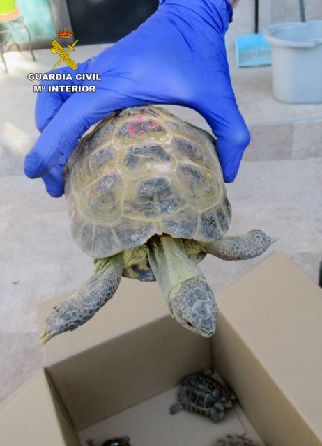 La Guardia Civil se incauta de seis tortugas en un domicilio de Molina de Segura - 3, Foto 3