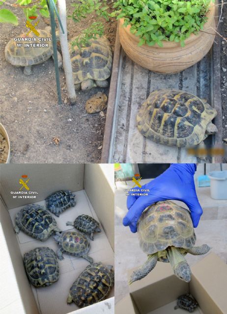 La Guardia Civil se incauta de seis tortugas en un domicilio de Molina de Segura - 4, Foto 4
