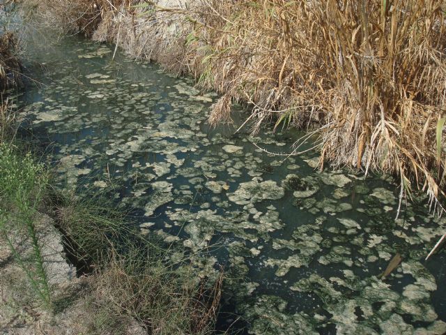 Huerta Viva denuncia la contaminación de la acequia de Benipotrox - 3, Foto 3