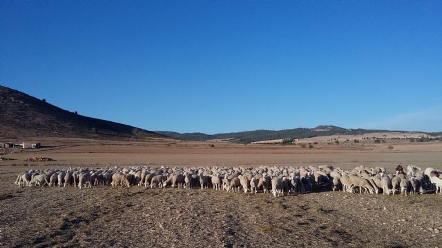 El PP muestra su apoyo al cordero Segureño y reivindica ayudas al sector ganadero para fijar población en el medio rural - 4, Foto 4