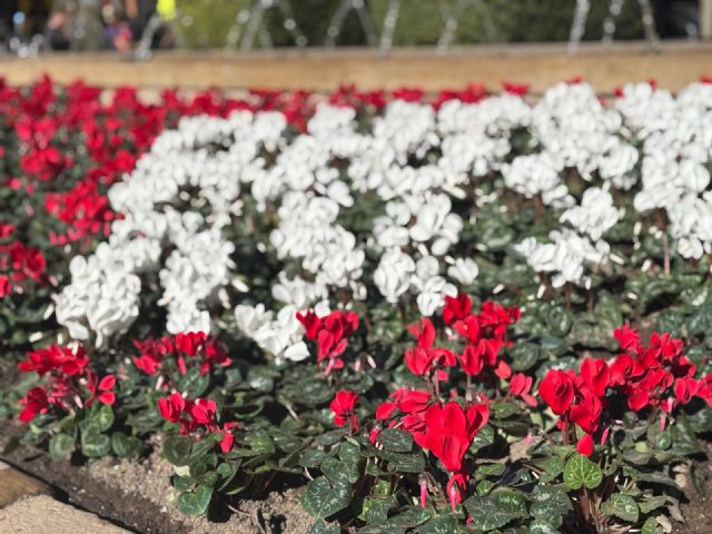 Más de 100.000 flores de temporada embellecen las calles, plazas y jardines de Murcia y sus pedanías esta Navidad - 3, Foto 3