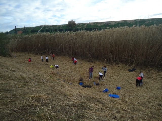 Educación ambiental y recuperación del bosque de ribera en la Contraparada con el Centro Concertado de Enseñanza Samaniego de Alcantarilla - 3, Foto 3