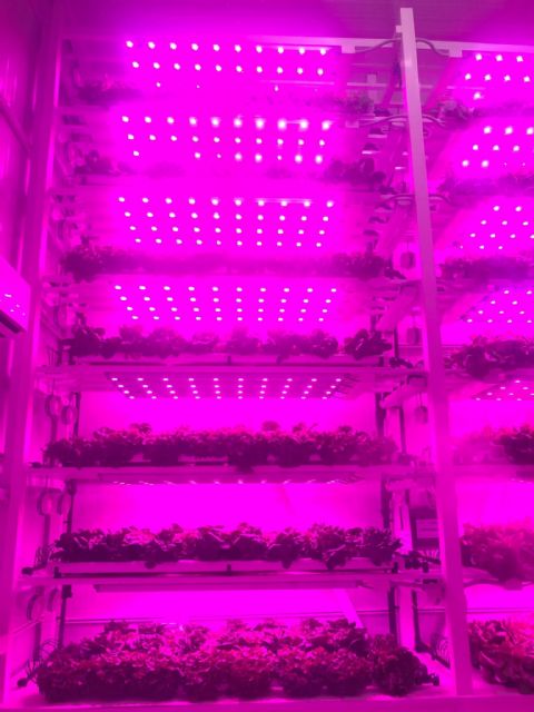 Logran con éxito cultivos verticales de lechuga y albahaca en interior de edificios utilizando lámparas led - 1, Foto 1
