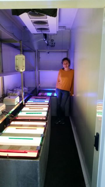 Logran con éxito cultivos verticales de lechuga y albahaca en interior de edificios utilizando lámparas led - 3, Foto 3