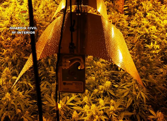 La Guardia Civil desmantela en Murcia un invernadero clandestino de marihuana - 5, Foto 5