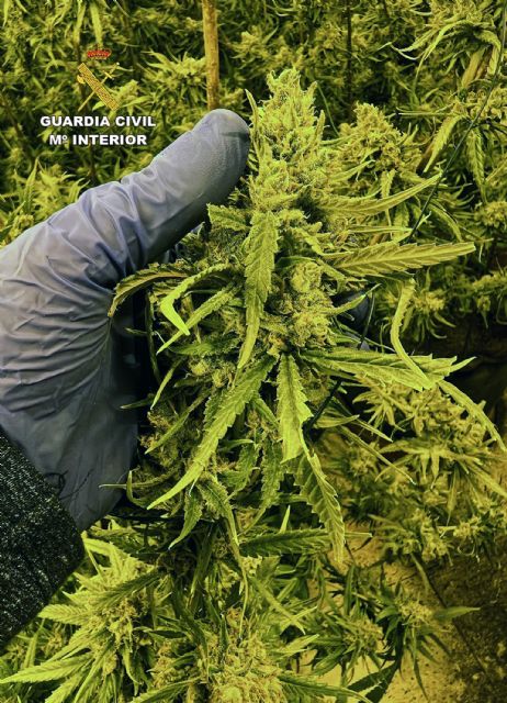 La Guardia Civil desmantela tres invernaderos de marihuana con cerca de 900 plantas en varios chalets de una urbanización - 2, Foto 2