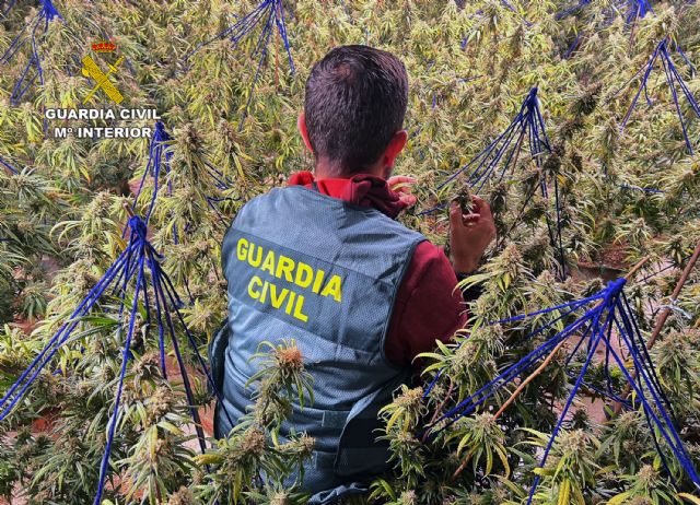 La Guardia Civil desmantela tres invernaderos de marihuana con cerca de 900 plantas en varios chalets de una urbanización - 4, Foto 4