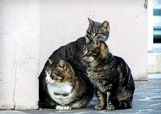 Murcia destinará 30.000 euros para gestionar las colonias felinas y fomentar la adopción de animales en situación de abandono o desamparo - 1, Foto 1