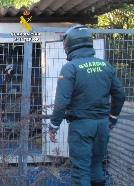 La Guardia Civil investiga en Murcia a un colombicultor por abandono animal - 2, Foto 2