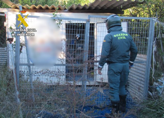 La Guardia Civil investiga en Murcia a un colombicultor por abandono animal - 3, Foto 3
