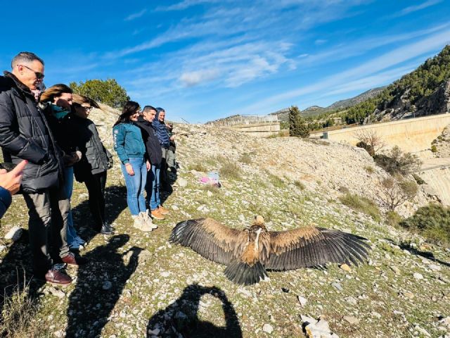 Tres ejemplares juveniles de buitre leonado son liberados en el embalse de Valdeinfierno de Lorca - 3, Foto 3