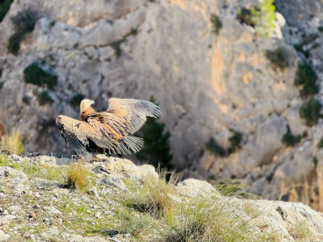 Tres ejemplares juveniles de buitre leonado son liberados en el embalse de Valdeinfierno de Lorca - 4, Foto 4