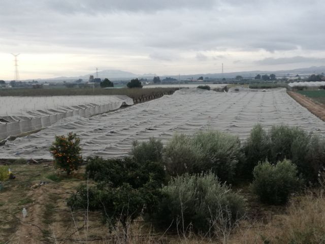 El presidente regional de Coag, Miguel Padilla, visitó ayer parrales e invernaderos afectados por la nevada caída en los últimos días en Totana, Foto 3