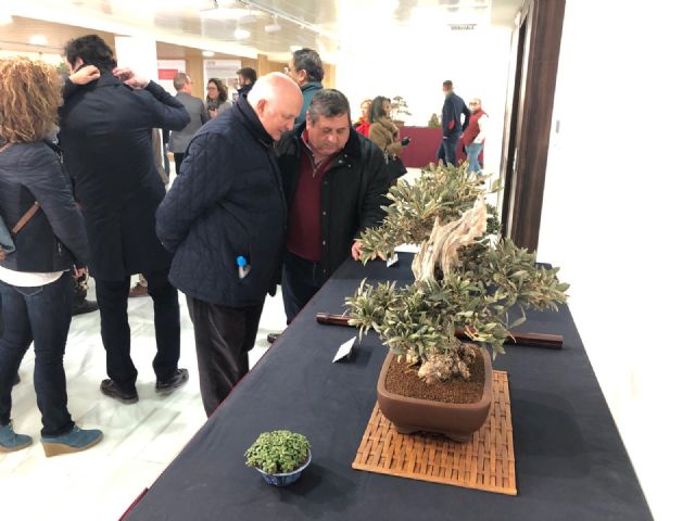 Se inaugura “Getsemaní”: exposición de bonsái de olivos con motivo del Centenario del Paño de las Flores - 2, Foto 2