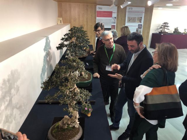 Se inaugura “Getsemaní”: exposición de bonsái de olivos con motivo del Centenario del Paño de las Flores - 3, Foto 3