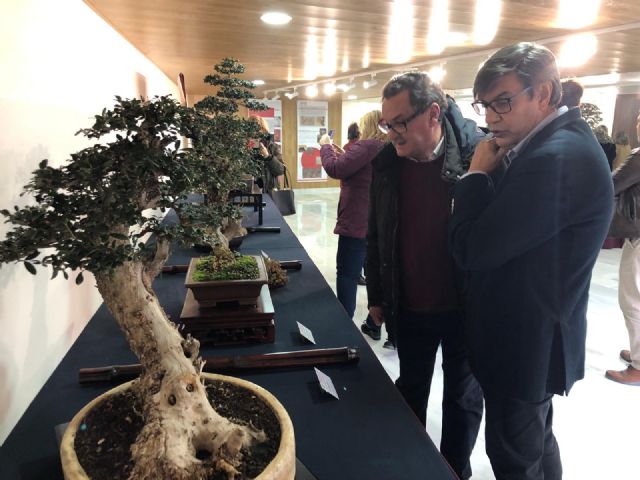 Se inaugura “Getsemaní”: exposición de bonsái de olivos con motivo del Centenario del Paño de las Flores - 4, Foto 4