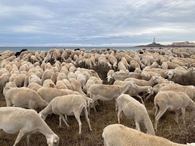 MC exigirá al Gobierno regional que adecúe y proteja las vías pecuarias de Cartagena - 1, Foto 1