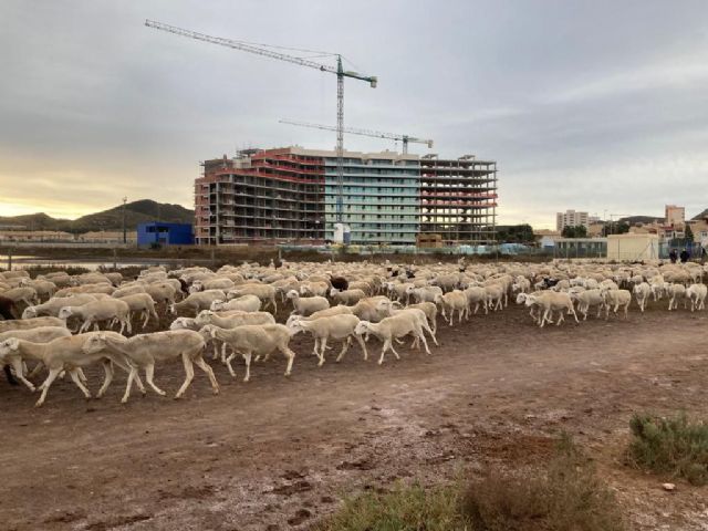 MC exigirá al Gobierno regional que adecúe y proteja las vías pecuarias de Cartagena - 3, Foto 3