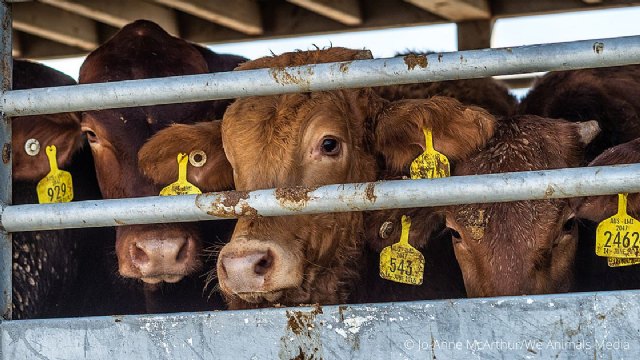 Equalia ONG pide al Gobierno español que rechace en Europa el transporte de millones animales vivos fuera de la UE - 1, Foto 1