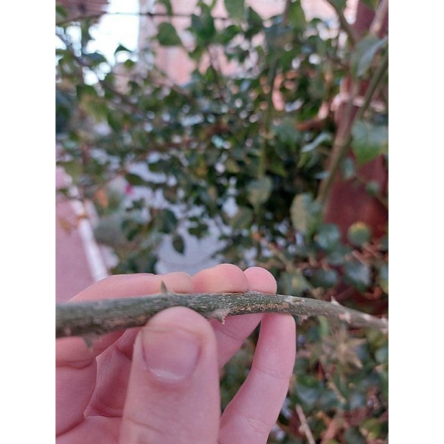 El PSOE de Alcantarilla denuncia el abandono del carril bici del barrio de Las Tejeras - 2, Foto 2