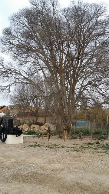 El Ayuntamiento mima el almez histórico de Puebla de Soto - 1, Foto 1