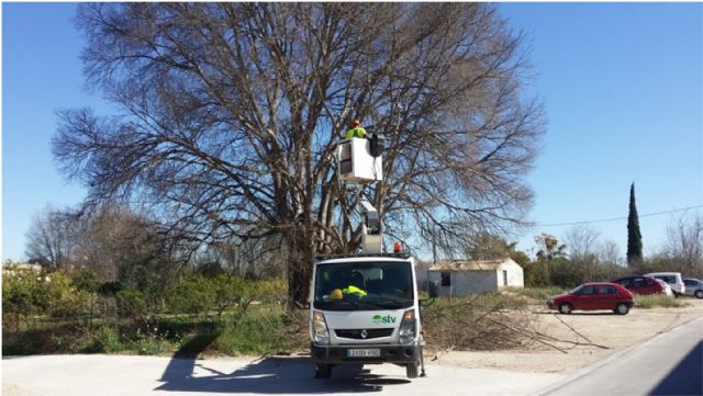 El Ayuntamiento mima el almez histórico de Puebla de Soto - 2, Foto 2