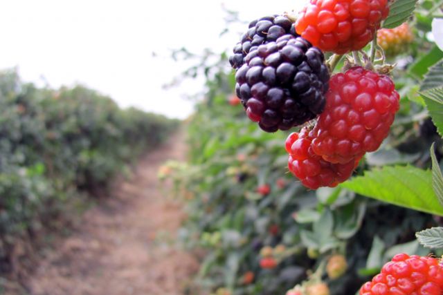 Las Berries de México: Un ejemplo en imagen de marca para el sector agroalimentario internacional - 1, Foto 1