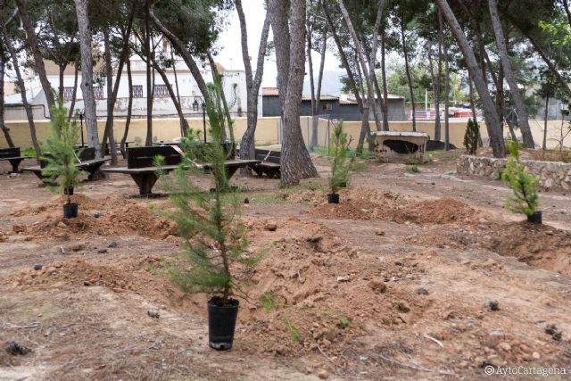 El Ayuntamiento de Cartagena y FCC Business rejuvenecen la pinada de Canteras con la plantación de un centenar de nuevos ejemplares - 1, Foto 1