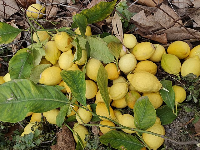 ASAJA Murcia crea la Sectorial de Cítricos para “buscar soluciones” a la actual crisis del limón - 1, Foto 1