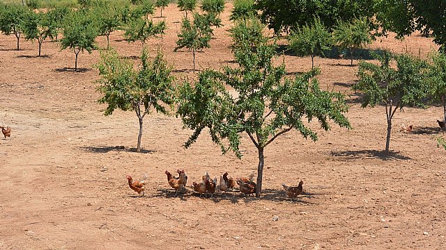 Tecnología blockchain en huevos camperos - 2, Foto 2