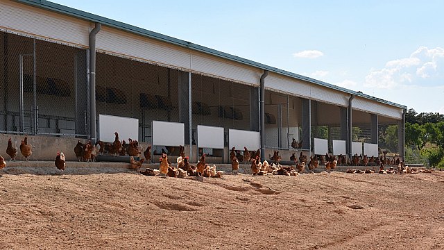 Tecnología blockchain en huevos camperos - 4, Foto 4