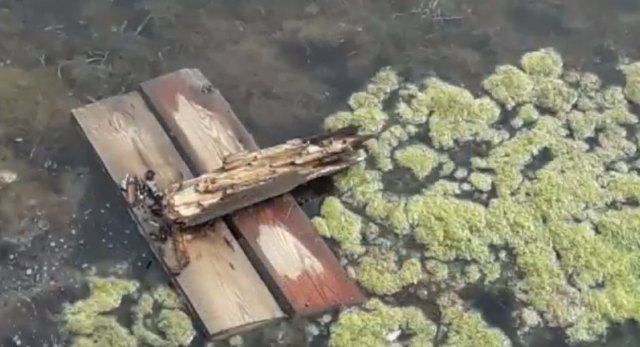 Por un Mar Menor Vivo muestra las imágenes que a las autoridades europeas no les van a enseñar - 1, Foto 1