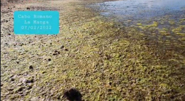 Por un Mar Menor Vivo muestra las imágenes que a las autoridades europeas no les van a enseñar - 2, Foto 2