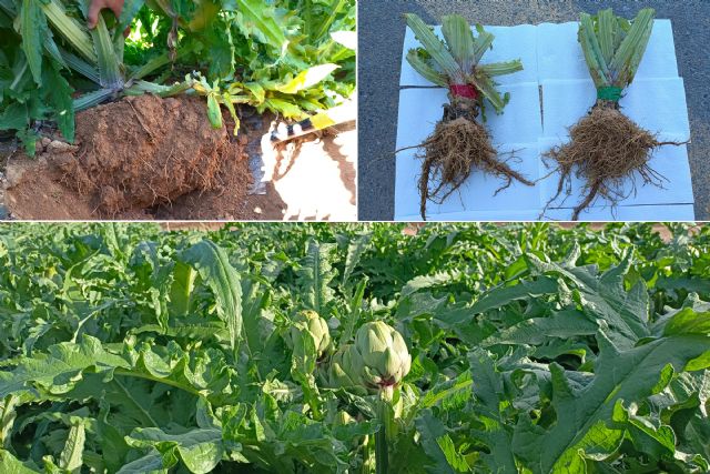 El biocarbón demuestra en cultivos de alcachofa su viabilidad como alternativa a los fertilizantes químicos - 1, Foto 1