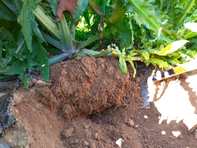 El biocarbón demuestra en cultivos de alcachofa su viabilidad como alternativa a los fertilizantes químicos - 3, Foto 3