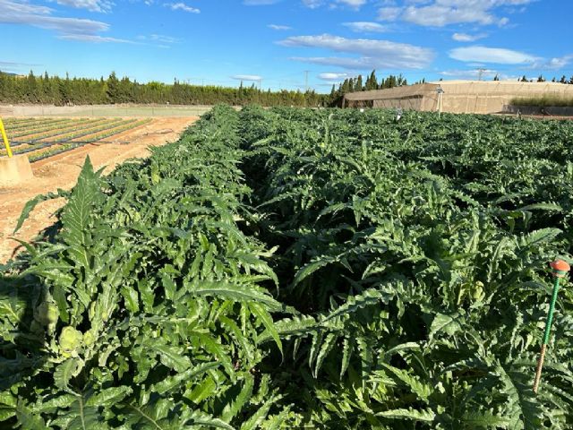 El biocarbón demuestra en cultivos de alcachofa su viabilidad como alternativa a los fertilizantes químicos - 4, Foto 4