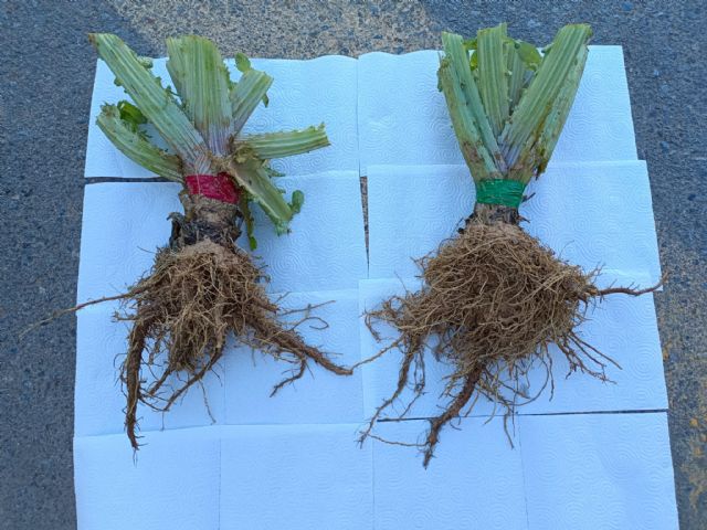 El biocarbón demuestra en cultivos de alcachofa su viabilidad como alternativa a los fertilizantes químicos - 5, Foto 5