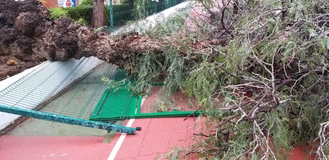 Las fuertes rachas de viento provocan la caída de un árbol en la instalaciones del Polideportivo Municipal de Águilas - 1, Foto 1
