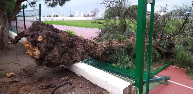 Las fuertes rachas de viento provocan la caída de un árbol en la instalaciones del Polideportivo Municipal de Águilas - 2, Foto 2