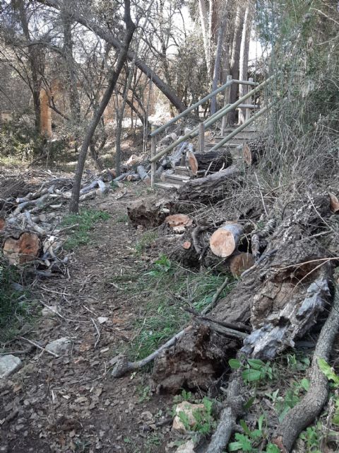 Labores de conservación medioambiental en el Barranco de La Regidora - 2, Foto 2