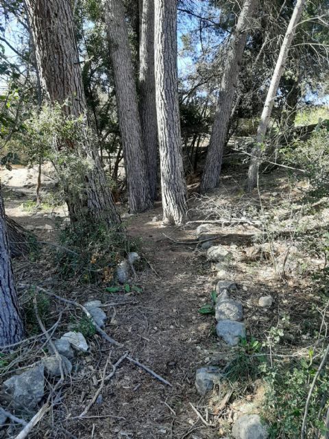 Labores de conservación medioambiental en el Barranco de La Regidora - 3, Foto 3