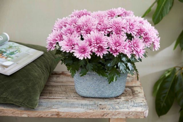 El flower power o porqué las flores son tus aliadas para aliviar el estrés, la ansiedad y la tristeza - 1, Foto 1